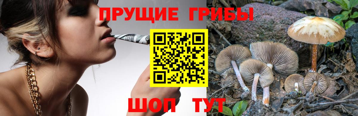 Галлюциногенные грибы прущие грибы Соль-Илецк
